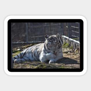 White Tiger Sticker